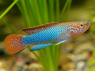 Guinean Killifish