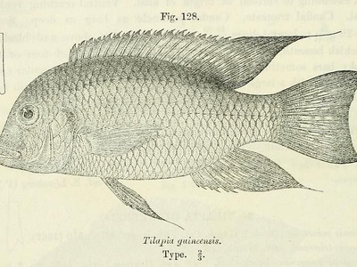 Guinean Tilapia