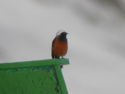 Güldenstädt's Redstart