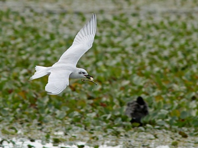 Gull-billed Tern