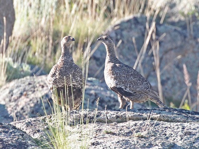 Gunnison Sage-Grouse