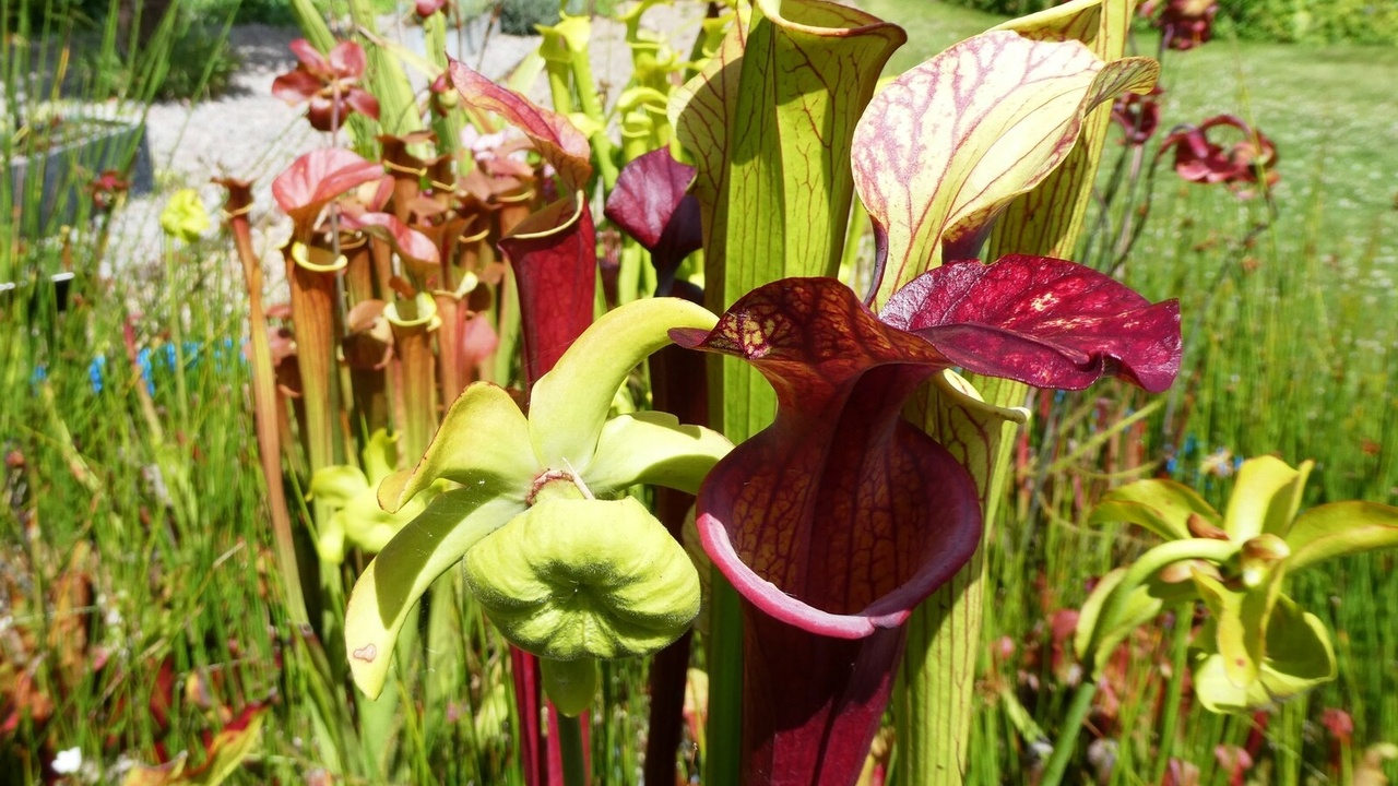 Close-up of carnivorous plants including a Venus flytrap and Nepenthes pitcher