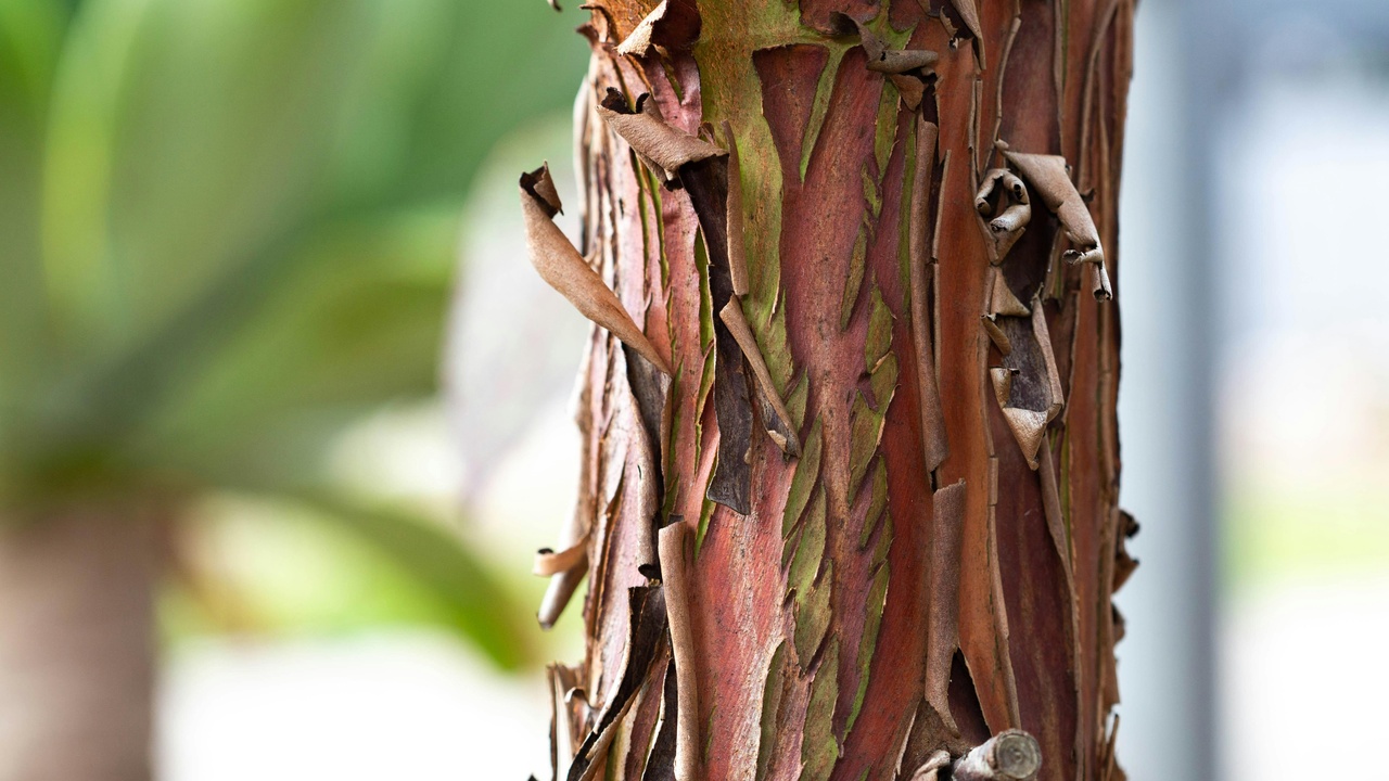 Welwitschia and baobab landscape showing unusual plant forms
