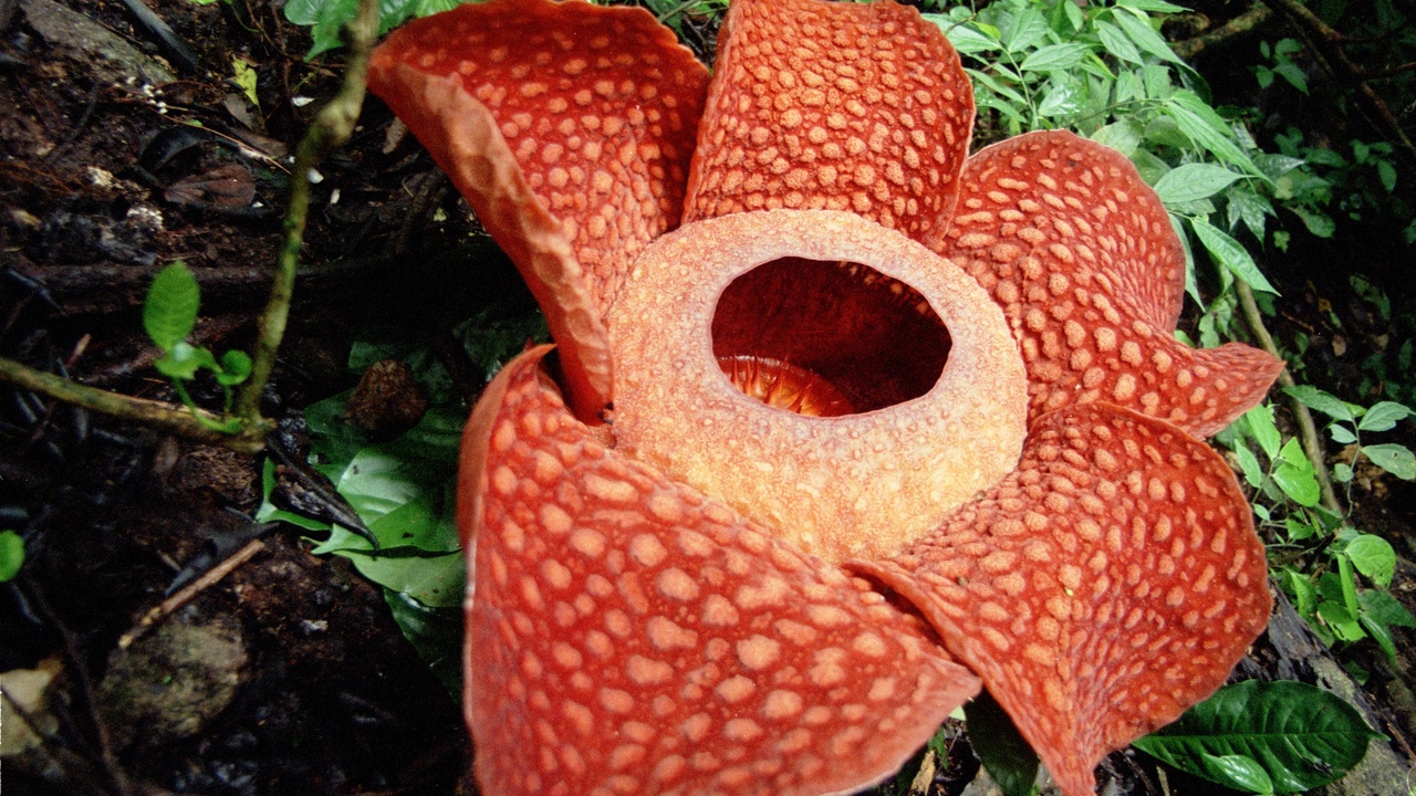 Large Rafflesia and titan arum blooms with visitors observing