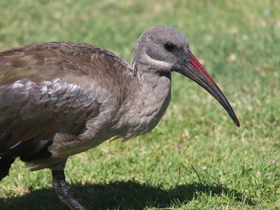 Hadeda Ibis