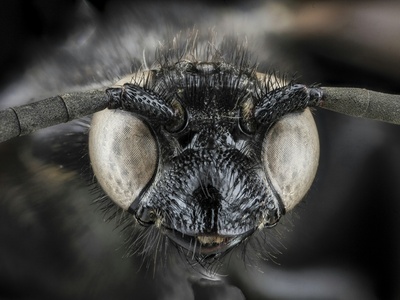 Hairy-eyed Riffle Beetle