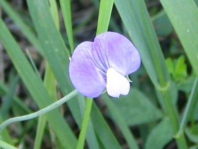 Hairy Vetchling