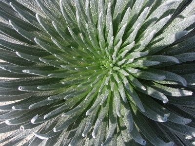 Haleakalā Silversword