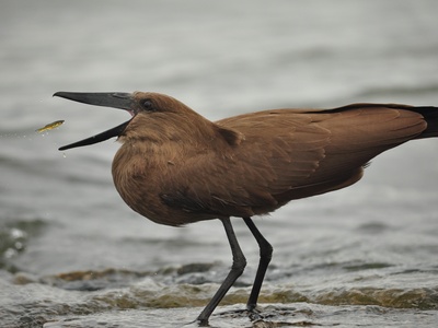 Hamerkop