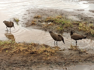 Hammerkop