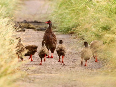 Handsome Francolin