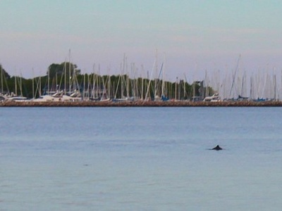 Harbour Porpoise (Baltic population)