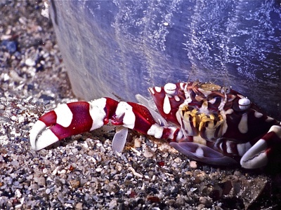 Harlequin Crab
