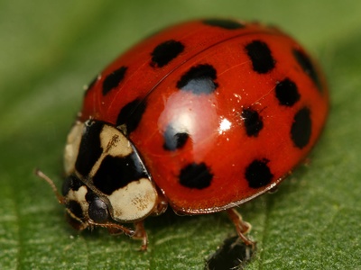 Harlequin Ladybird
