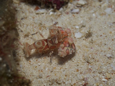 Harlequin Shrimp