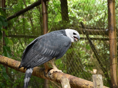 Harpy Eagle