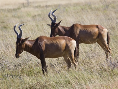 Hartebeest