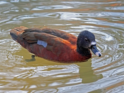 Hartlaub's Duck