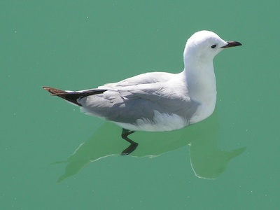 Hartlaub's Gull