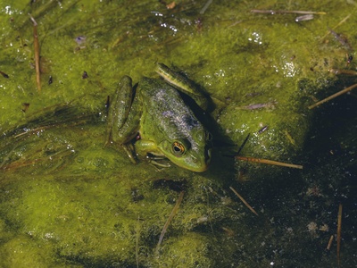 Hasselt's Litter Frog