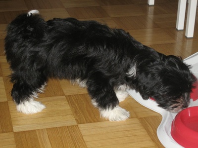 Havanese
