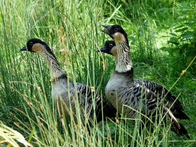Hawaiian Goose (Nene)