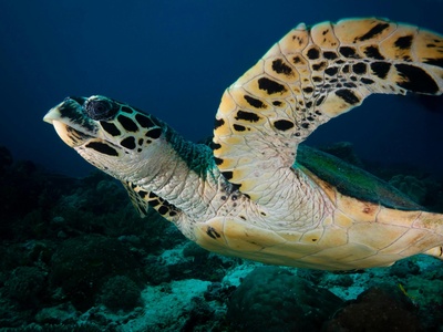 Hawksbill Sea Turtle