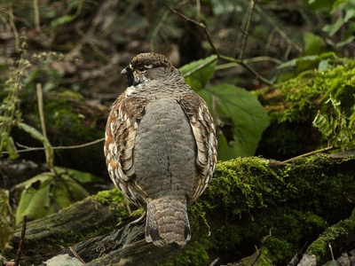 Hazel Grouse