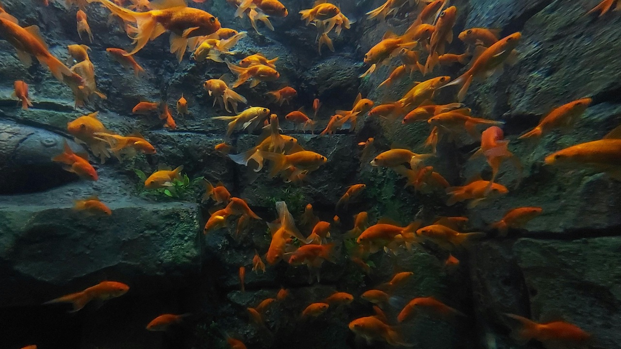 Goldfish with healthy fins and clear eyes beside a water test kit