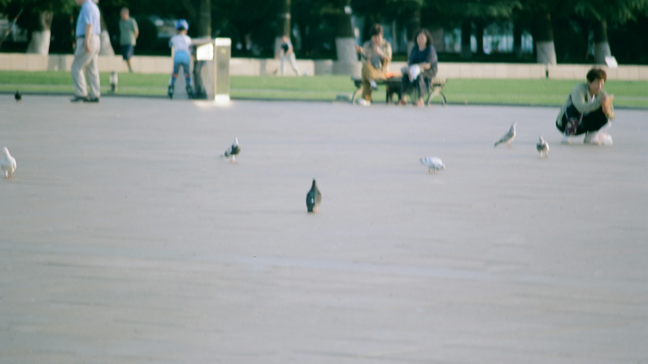 Person using binoculars to watch birds in a leafy park, representing birdwatching for mental health.