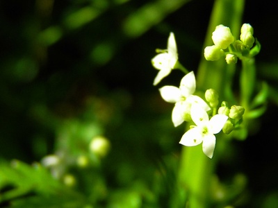 Heath Bedstraw