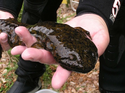 Hellbender