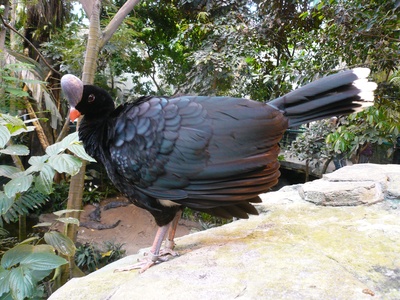 Helmeted Curassow