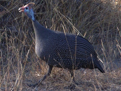 Helmeted guineafowl