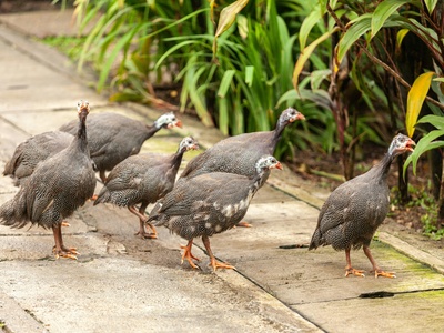 Helmeted Guineafowl