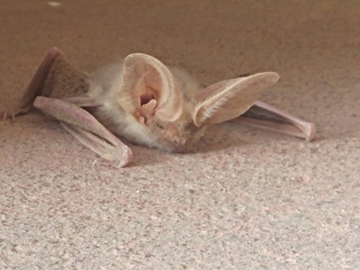 Hemprich's Long-eared Bat