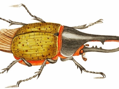 Hercules Beetle