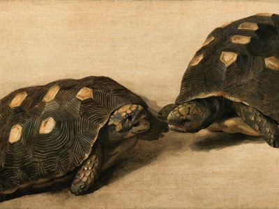 Hermann's tortoise