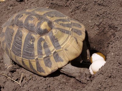 Hermann's tortoise