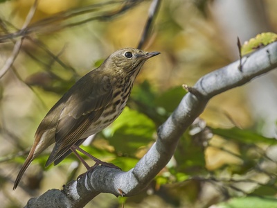 Hermit Thrush