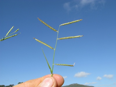 Herringbone grass