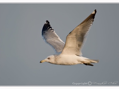 Heuglin's Gull