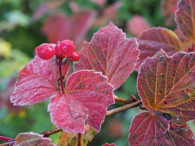 Highbush Cranberry