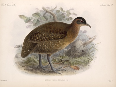 Highland Tinamou