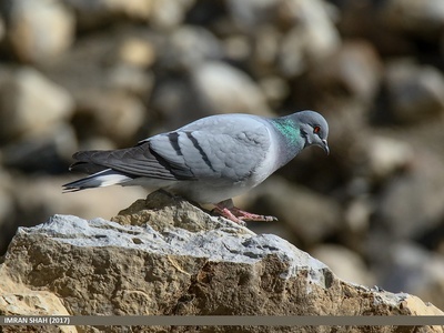 Hill Pigeon