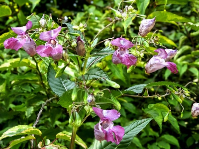 Himalayan Balsam