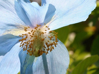 Himalayan Blue Poppy