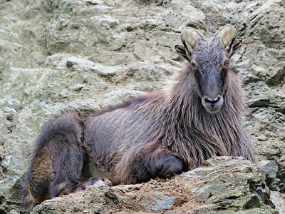 Himalayan Tahr
