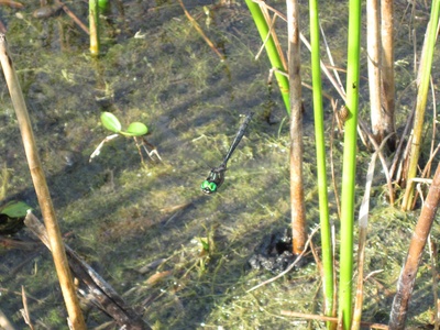 Hine's Emerald Dragonfly