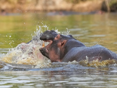 Hippopotamus
